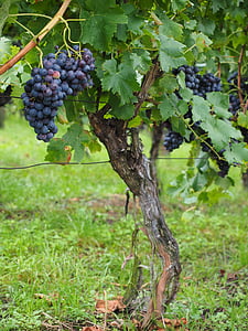 photo of black grapes thumbnail