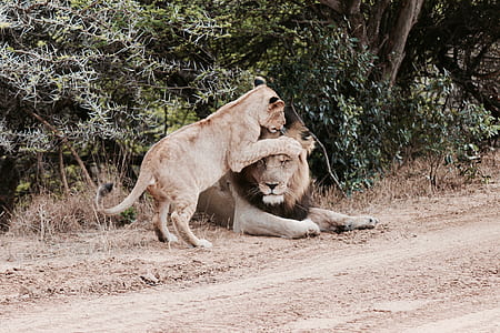 lion and cub lying near tall trees thumbnail