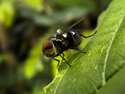 selective focus photography of black housefly on green leaf thumbnail