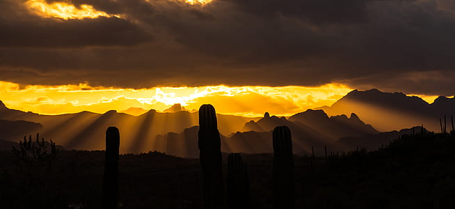 silhouette of cacti on mountain thumbnail