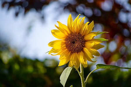 selective focus photography of sunflower thumbnail