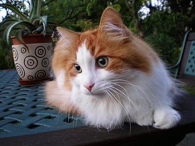 orange and white Tabby kitten thumbnail