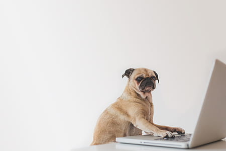 Business Pug Working On Laptop Photo thumbnail