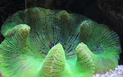 closedup photography of black and white fish thumbnail