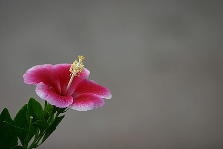 selective photography of pink hibiscus flower in bloom thumbnail