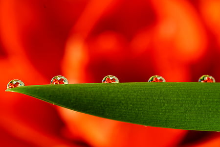 5 dew on green leaf in shallow focus photographyt thumbnail