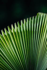 green leaf thumbnail
