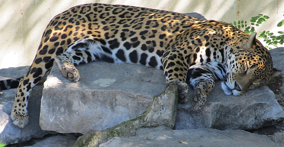 tiger sleeping on rocks thumbnail