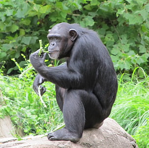 black gorilla eating leafs on outdoors thumbnail
