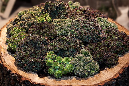 closeup photo of green leafed plants thumbnail