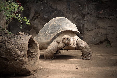 gray turtle beside rock at daytime thumbnail