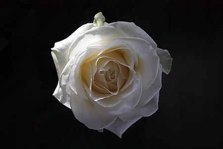 white rose on black surface thumbnail