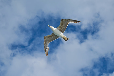 flying white and grey bird under blue and white sky thumbnail