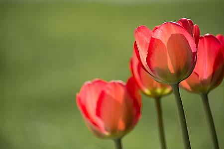 Red Petaled Flower during Daytime thumbnail