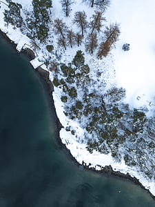 aerial photo of trees near body of water thumbnail
