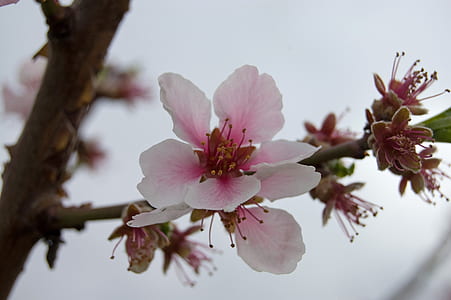 white and pink cherry blossom tree thumbnail