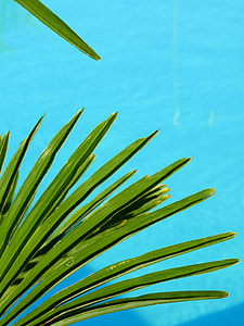 green leafed plant thumbnail