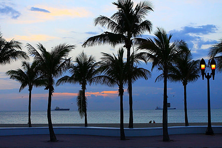 coconut trees near sea under gray sky thumbnail