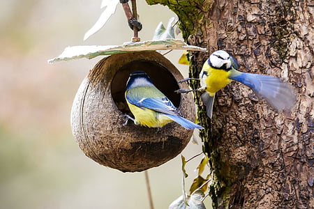 two blue-and-yellow birds inside nest thumbnail