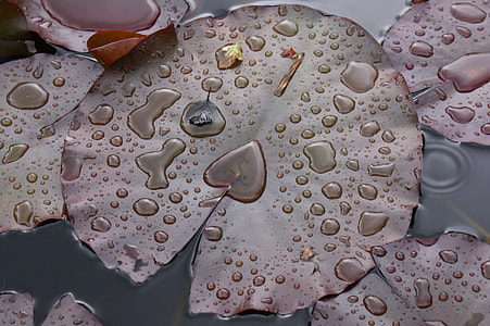 water on lily pad thumbnail