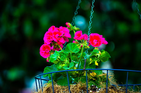 Shallow Focus of Pink Bloom Flowers thumbnail