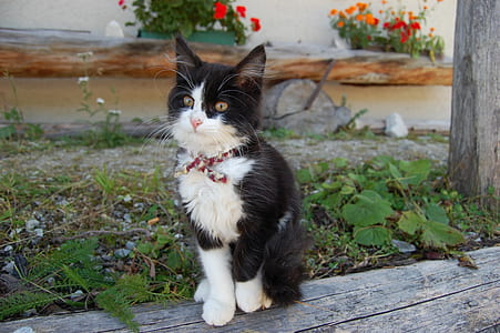 white and black kitten sitting on wooden surface thumbnail