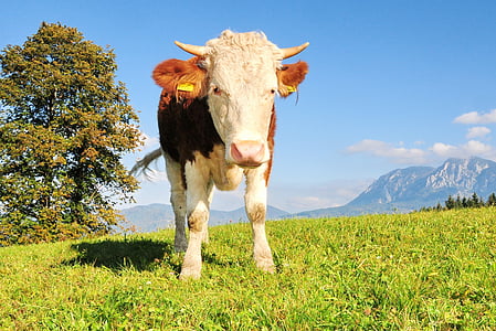 white and brown cow on grass field near mountain thumbnail