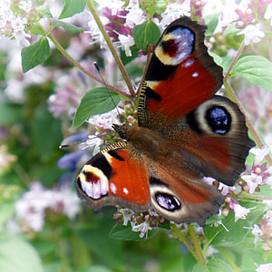 close up photo of peacock butterfly perched on white flower thumbnail