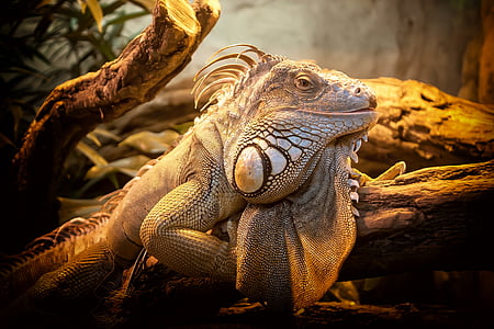 brown iguana thumbnail