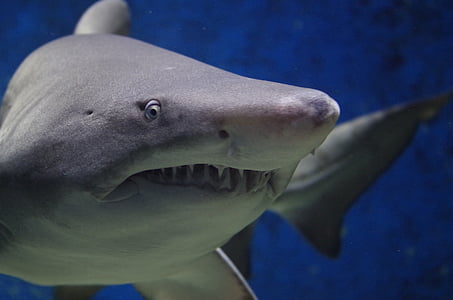 gray shark thumbnail