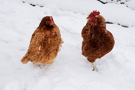 two brown hens on snow during daytime thumbnail