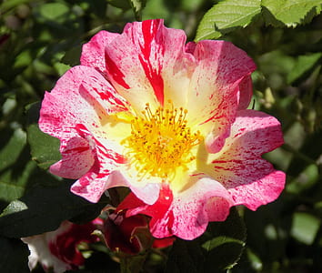 pink and yellow rose blooming at daytime thumbnail