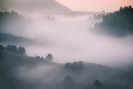 silhouette of trees during daytime thumbnail