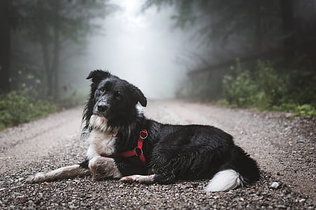 adult black and white border collie on pathway between plants thumbnail