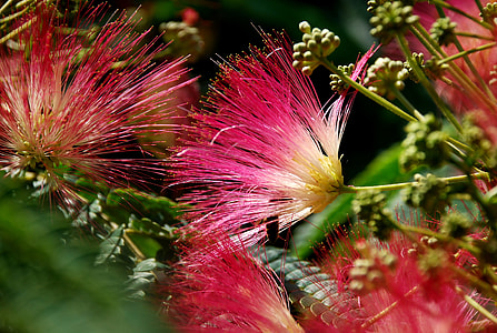 selective close up photography of red linear flower thumbnail