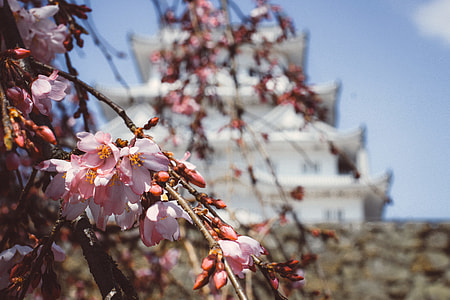 Sakura and temple thumbnail