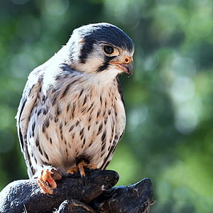 selective focus photography of falcon thumbnail