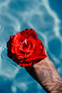 Fresh garden rose on the blue water of a swimming pool on a warm summer day thumbnail