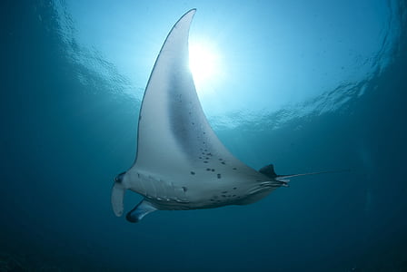 sting ray under the water thumbnail