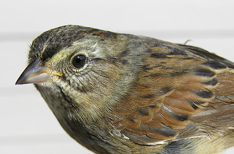 brown bird thumbnail