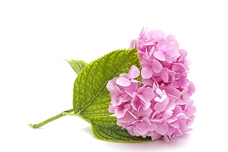 closeup photo of yellow Hydrangea flower on white surface thumbnail