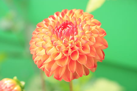 Orange Petaled Flower Close-up Photo thumbnail