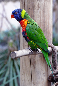 photo of scarlet macaw on brown wood branch thumbnail