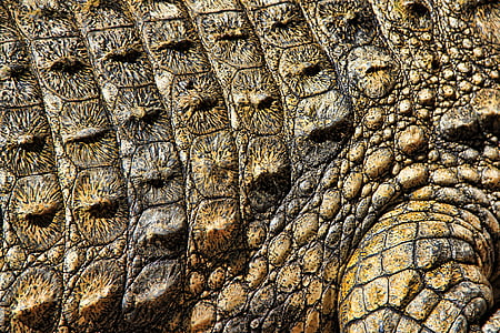 gray crocodile thumbnail
