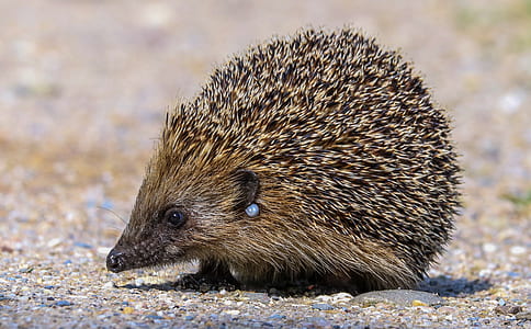 selective focus photography of hedgehog on gray sand at daytime thumbnail