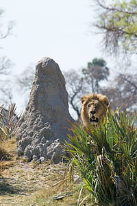 male lion lying next to rock formation thumbnail