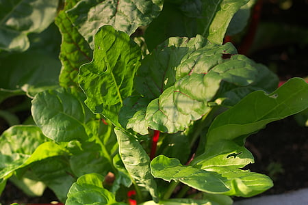 closeup photo of green leafed plant thumbnail