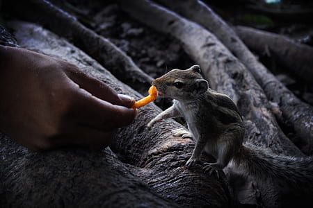 person hand in front squirrel thumbnail