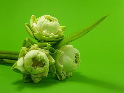 green flowers thumbnail