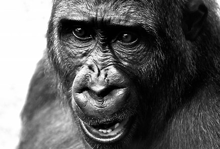 closeup grayscale photography of ape thumbnail